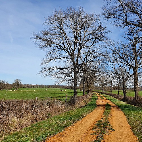 Chemin de campagne, Sauvagny