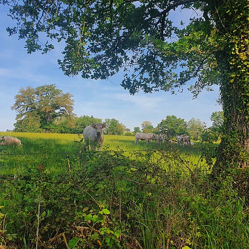 Campagne Bizeneuille