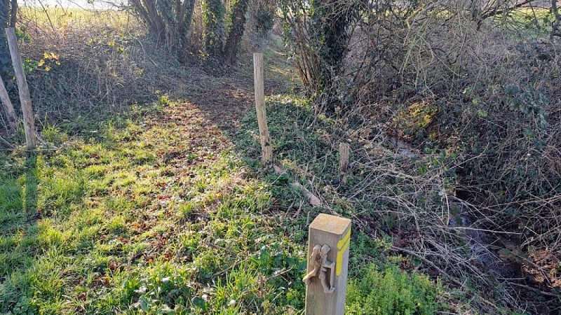 Petit randonneur de bois...toujours là...