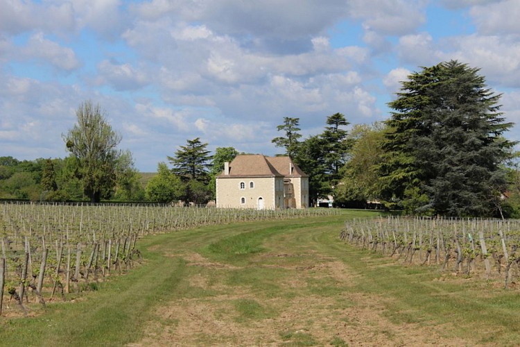 Vue sur le vignoble