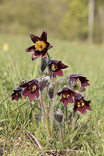 Rote Pulsatilla