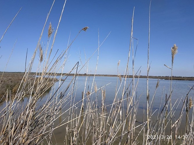 De Candillargues aux Cabanes de Lansargues