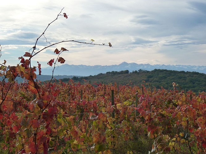 Vignoble du Madiran - Moncaup - CPh SMT tourisme Nord Béarn Madiran