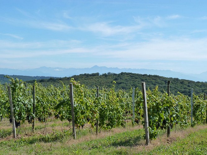 Vignes - Moncaup - cph SMT Nord Béarn