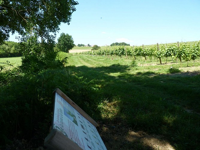 AYDIE promenade joseph peyre credit syndicat tourisme nord bearn madiran cuve a la table