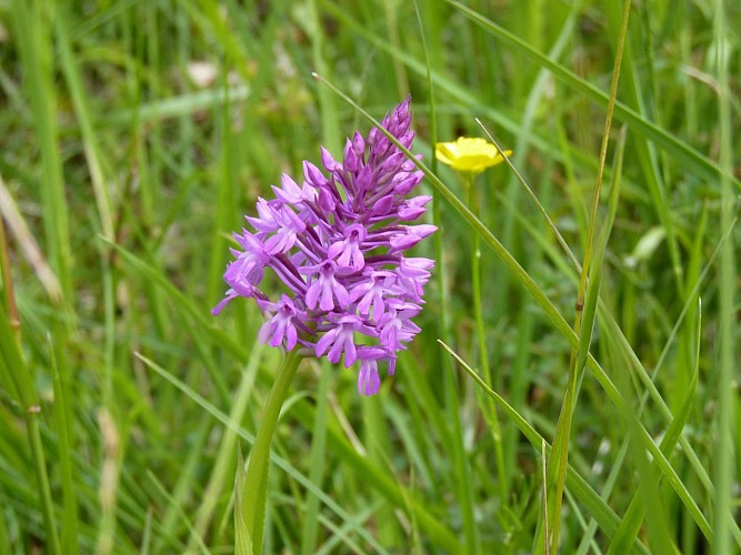 1 orchidées sauvages vic-bilh credit tourisme nord bearn madiran (6)