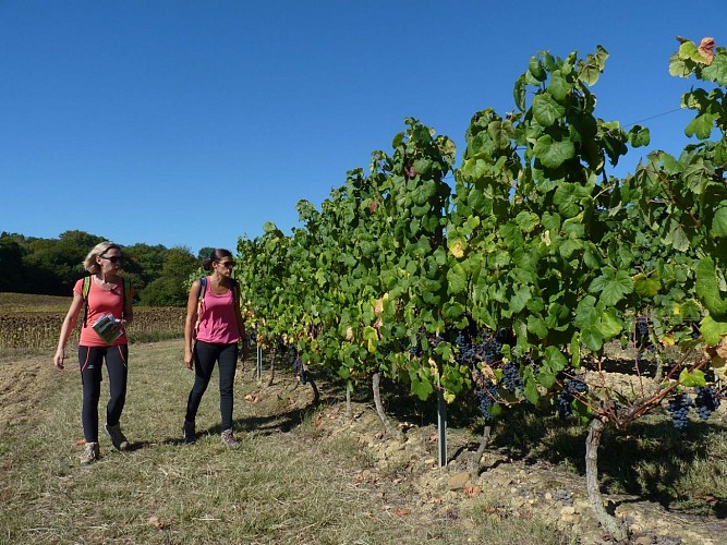 randonnée pédestre des fontaines - vignes Moncaup - cph SMT Nord Béarn Madiran
