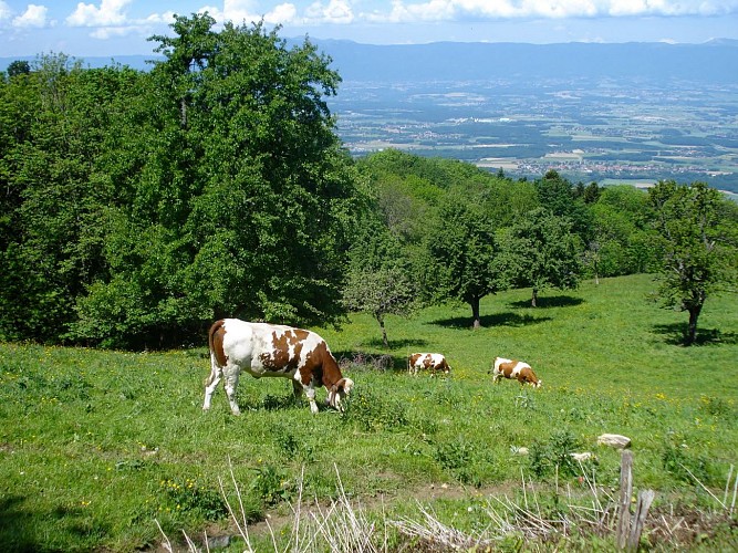 Anello pedonale : Le Grand Piton, punto più alto della Salève