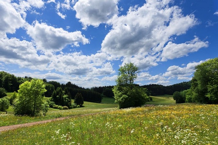 Paysages du Haut-Jura du coté de Cerniébaud