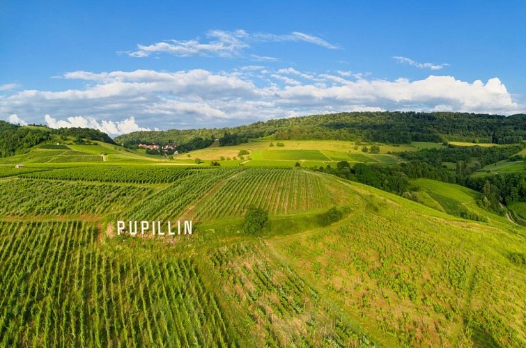 Les vignes de Pupillin