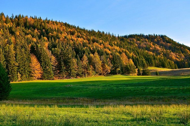 Forêt de la Joux en Automne