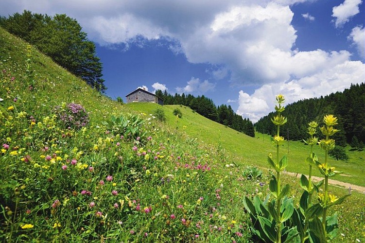 Gentianes dans le Haut-Jura