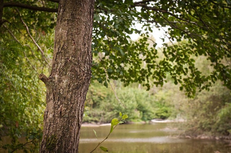 Le Marais d'Ardon et le chemin du Plumat