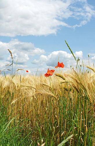 Ble-et-Coquelicot-en-Loir-et-Cher©Cecile-ADT41-(1)