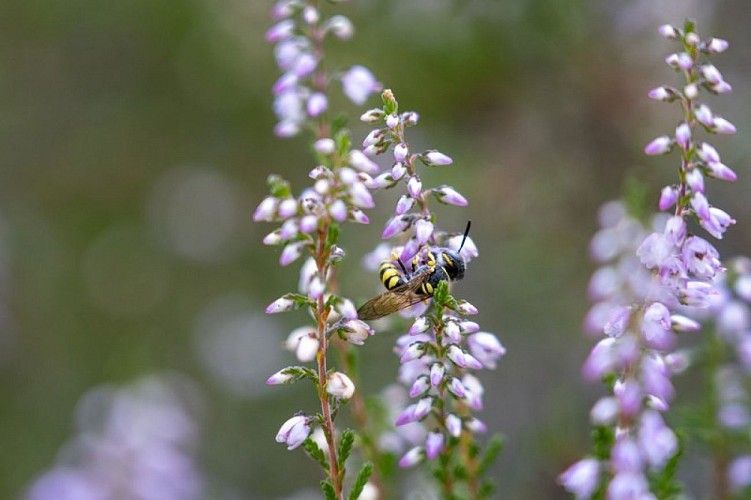 Guêpe sur des fleurs de Callune
