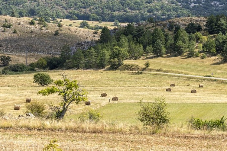 Cultures de céréales en plaine d'Ongles