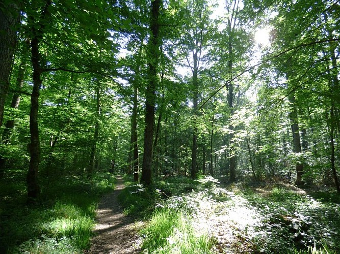 Un sentier sous la futaie