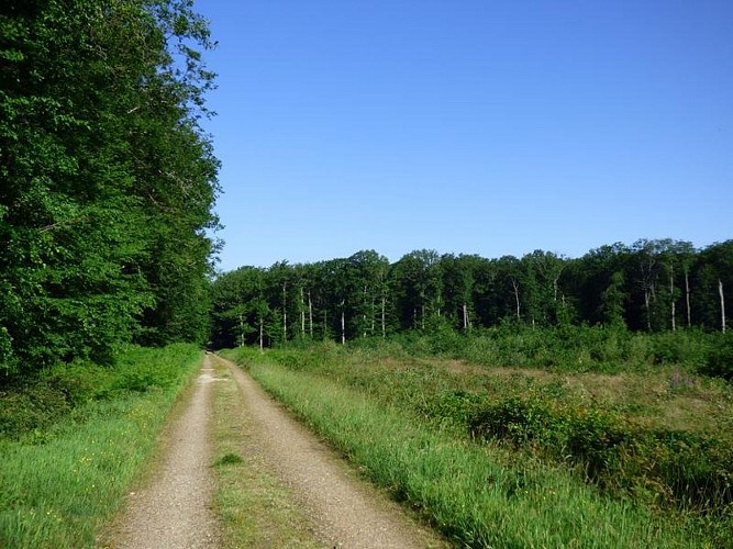 ligne du haut cornet