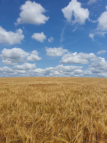 Crissé - Circuit entre la Longuève et le Ruisseau de Bonne Fontaine