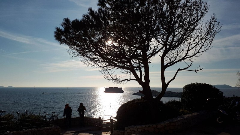 pin à contre jour soleil