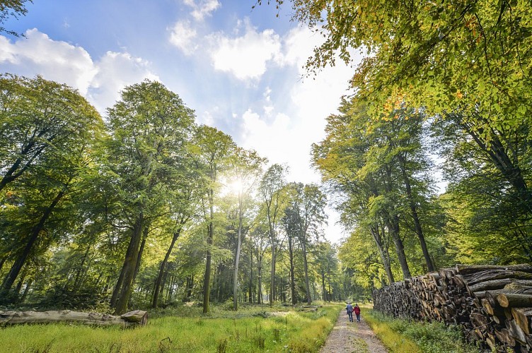 forêt d'Hesdin
