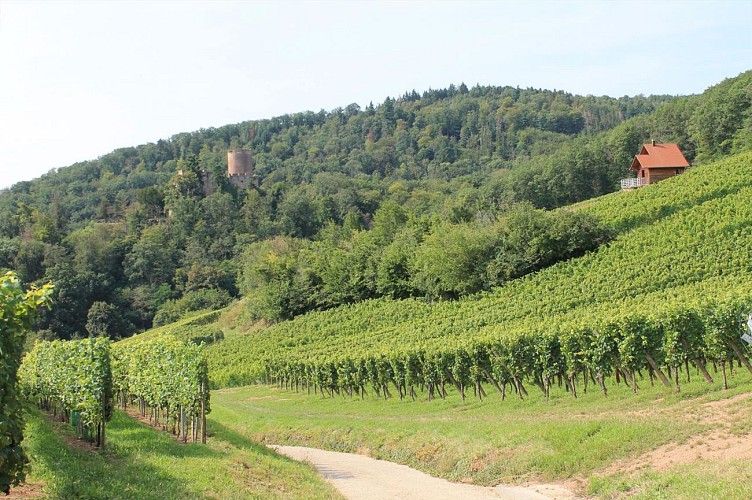 Dans les vignes près de Kintzheim