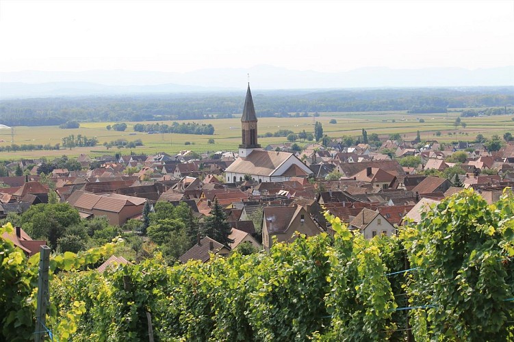 Le village de Kintzheim depuis le vignoble