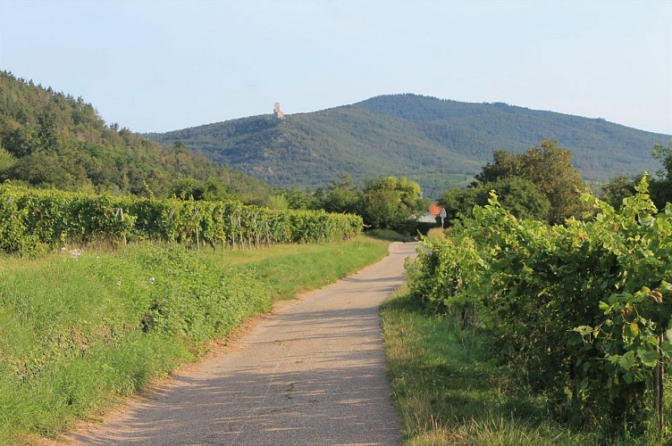 Circuit A l'assaut du Hahnenberg depuis Châtenois
