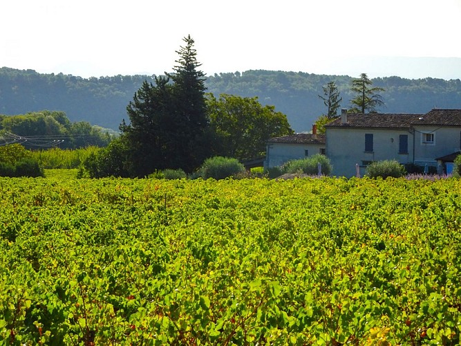 Rando Paysanne Luberon