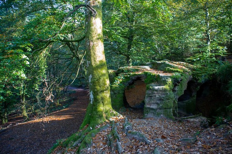 La forêt de la Serre