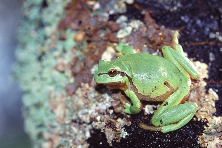 Von einem Schatz zum anderen: Naturwanderung rund um die Teiche von Courtenay_Courtenay