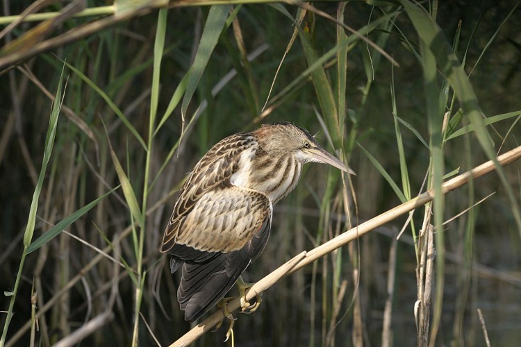 From one treasure to another : nature walks around the Courtenay ponds_Courtenay