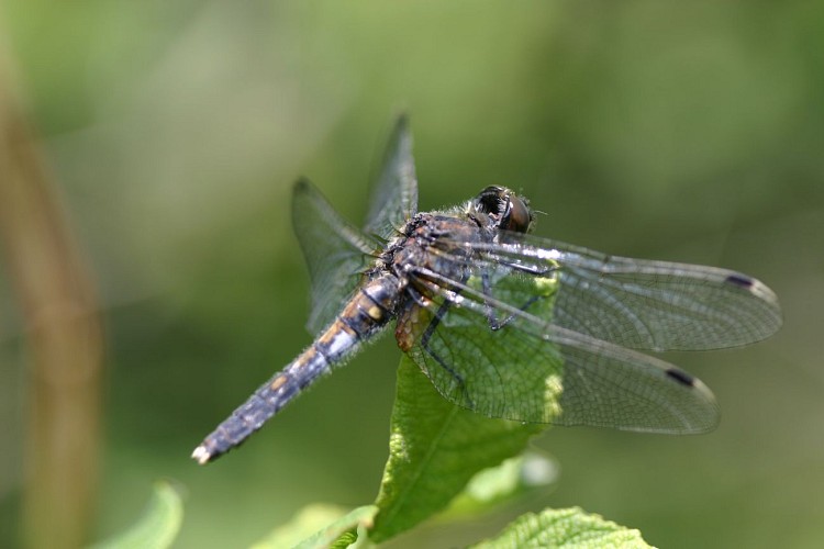 From one treasure to another : nature walks around the Courtenay ponds_Courtenay