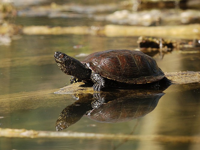 From one treasure to another : nature walks around the Courtenay ponds_Courtenay