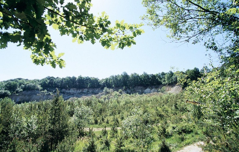 PR 122 Sentier géologique de Mailly-champagne