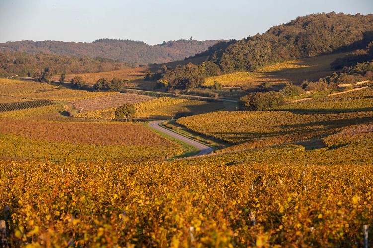 chasselas-vignoble-paysage-automne-etienne-ramousse-macon-sud-bourgogne-85