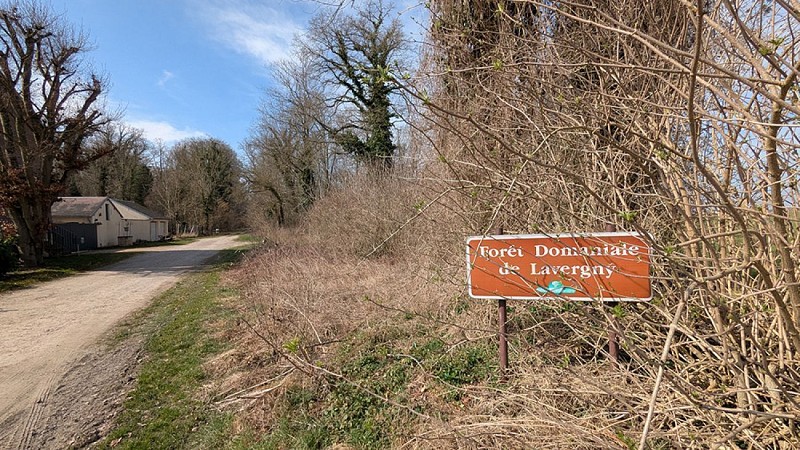 Forêt de Lavergny I