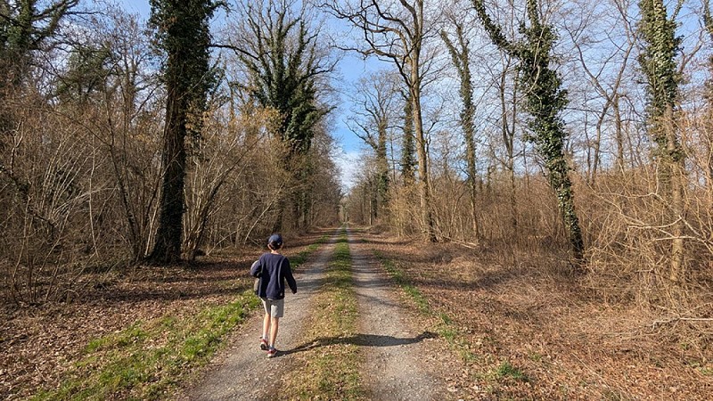 Forêt de Lavergny II