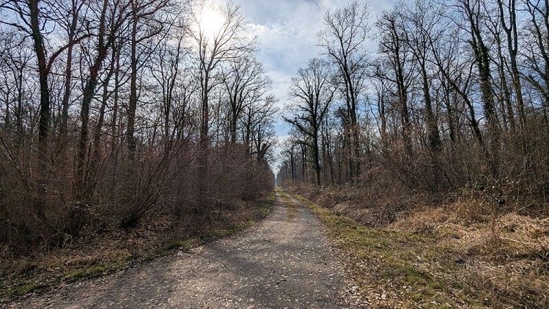 Forêt de Lavergny IV