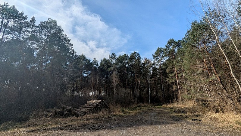 Forêt de Lavergny V