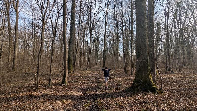Forêt de Lavergny VI