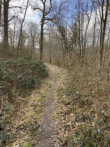 'Bois du Seigneur' Walk - 9.75km (variant)