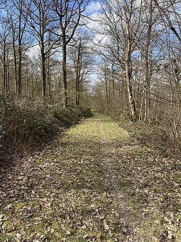 'Bois du Seigneur' Walk - 9.75km (variant)