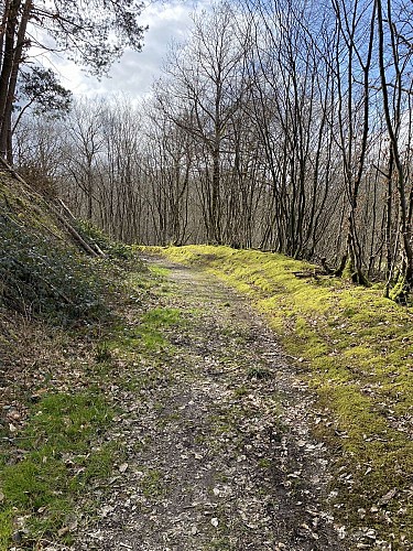 Promenade "Bois du Seigneur" (variante) 9,75k