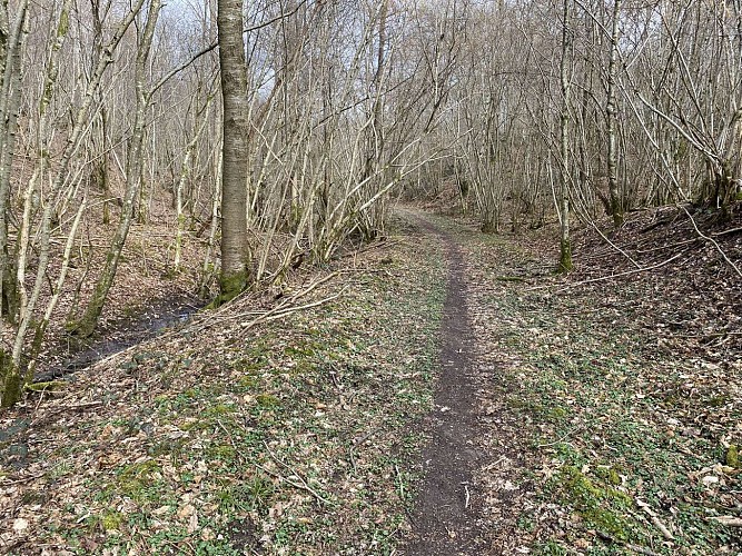 Promenade "Bois du Seigneur" (variante) 9,75k