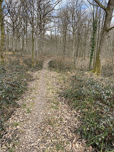 Wandeling  "Bois du Seigneur" (variante) 9,75km