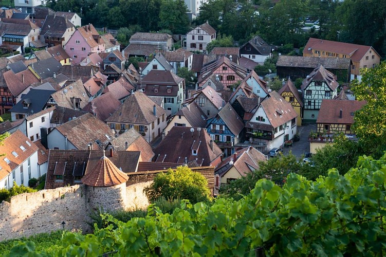 Parcours Géovino - Ribeauvillé - La Vigne