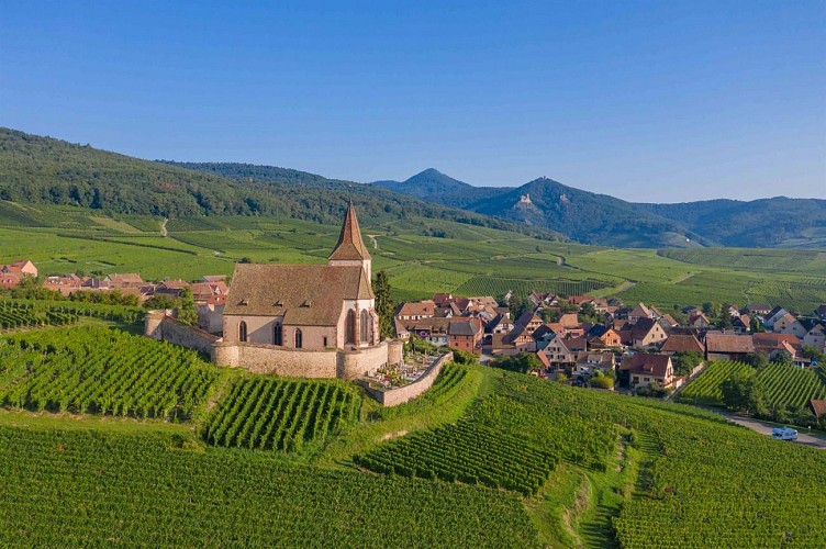 Sentier Géovino - la biodiversité - Hunawihr
