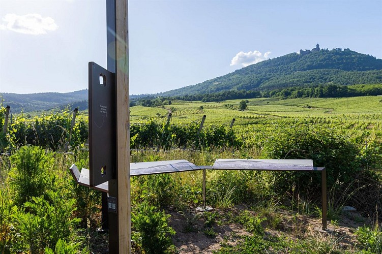 Sentier Géovino - les cépages - Saint Hippolyte