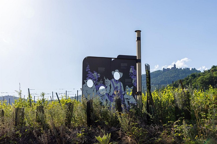 Sentier Géovino - les cépages - Saint Hippolyte